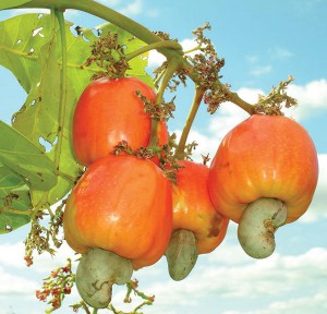 The cash in “cashew apples” is building commerce for  small farmers in India