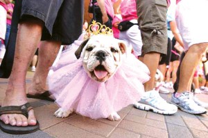 PAINT-PINK-CROP-PUP