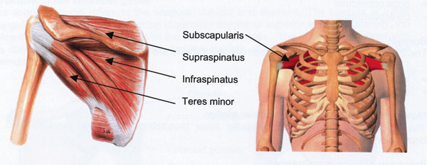 rotator cuff