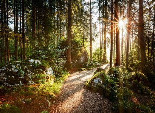 Trail in forest during sunrise