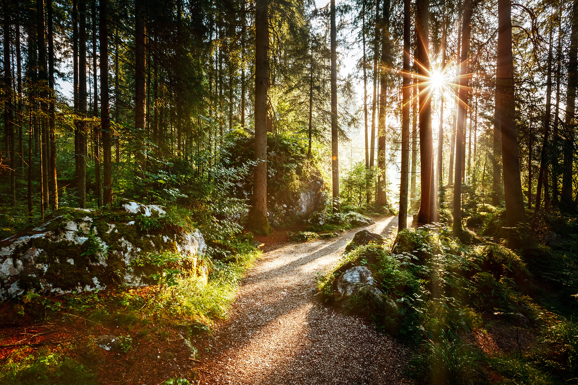 Trail in forest during sunrise