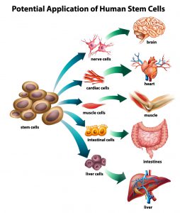 stem-cell-uses-16